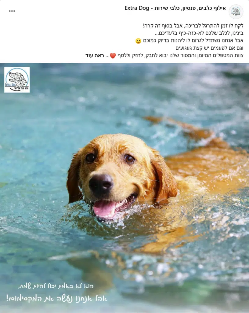 DOG 3