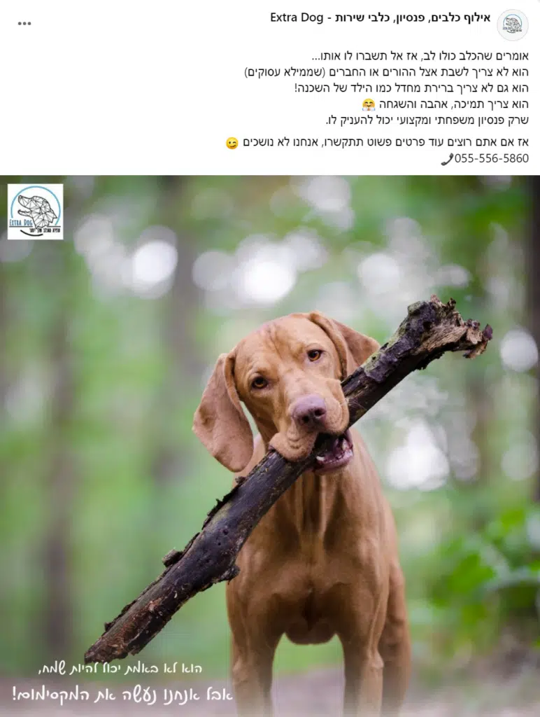 DOG 4